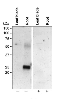 western blot using anti-PIP2;3 antibodies